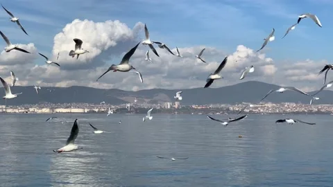 Seagulls flying on the beach Stock Footage 178547089