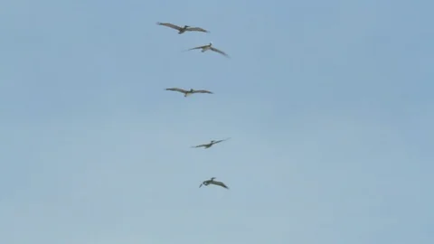 Seagulls. Flying by the beach ocean front. Blue sky Video stock 102402318