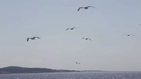 Seagulls flying on behind boat Stock Footage 233455740