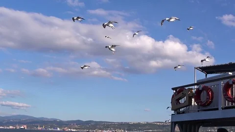 Seagulls flying behind the ferry boat, Turkey Stock Footage 80395467
