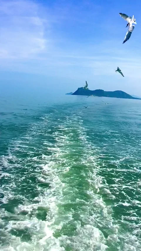 Seagulls Flying Behind Ferry Leaving Koh Samui Vertical Vídeos de archivo 336481789