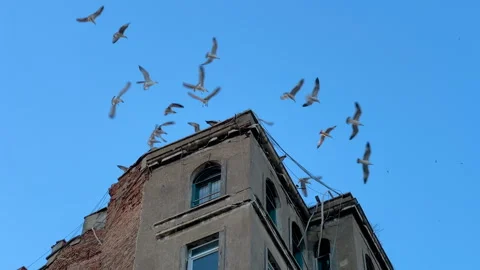 Seagulls flying between old buildings against blue sky in Istanbul Stock Footage 346538734