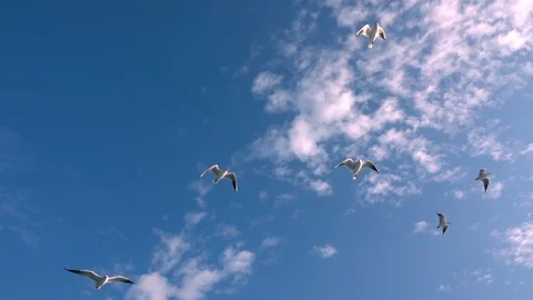 Seagulls Flying on Blue Sky 5 Stock Footage 118997774