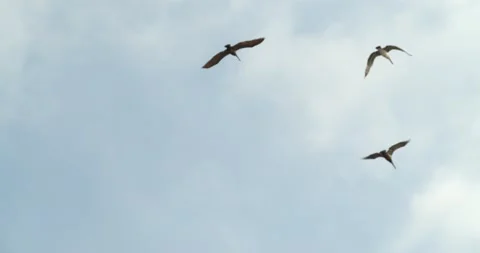 Seagulls Flying With Blue Sky &amp; Clouds Behind, Slow Motion Stock Footage 141988348