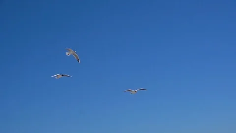 Seagulls flying in blue sky. Stock Footage 109493463