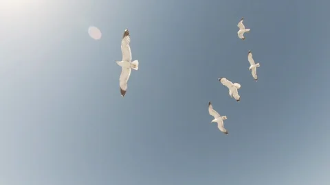 Seagulls Flying in Blue Sky Stock Footage 115937642