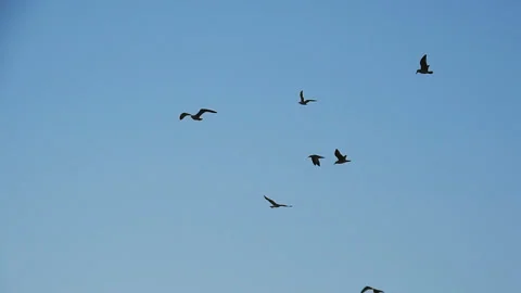 Seagulls flying at blue sky Stock Footage 318868212