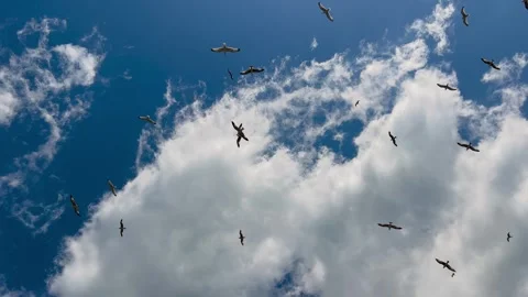 Seagulls flying in blue sky with large white clouds Stock Footage 346544864