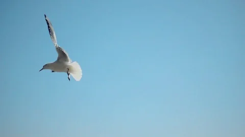 Seagulls flying blue sky in super slow motion Stock Footage 75347335