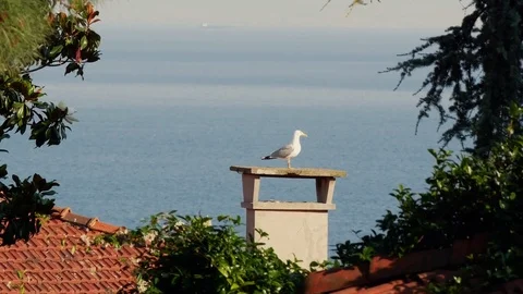 Seagulls Flying to Chimney Video stock 83927959
