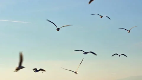 Seagulls Flying in a Clear Blue Cloudless Sky 2 Stock Footage 233391988