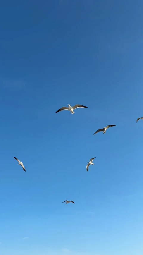 Seagulls Flying in Clear Blue Sky Stock Footage 312688736