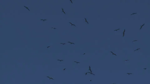 Seagulls flying in clear sky Stock Footage 27177177