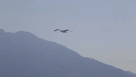 Seagulls flying on clear sky Stock Footage 233455703