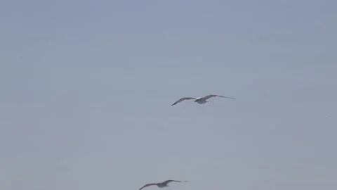 Seagulls flying on clear sky Stock Footage 233455737