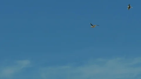 Seagulls flying close to the ocean. Stock Footage 87721411