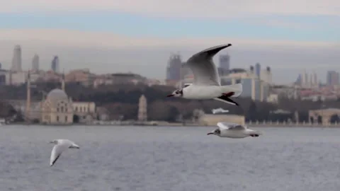 Seagulls flying closer to camera over the Bosphorus, İstanbul Stock Footage 152951891