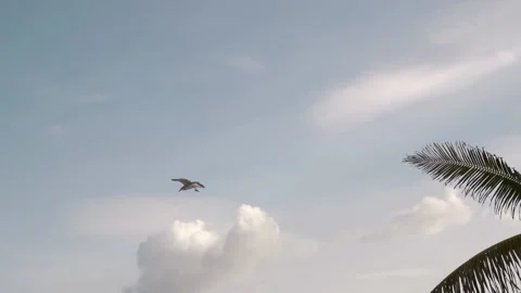 Seagulls flying in a cloudy blue sky over palm trees in the caribbean Stock Footage 159830133