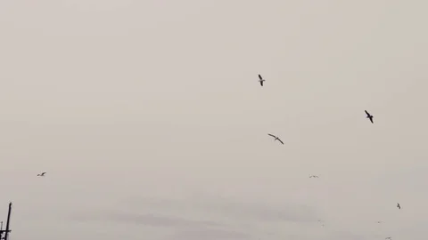 Seagulls Flying Cloudy Day Stockbeeldmateriaal 71886986