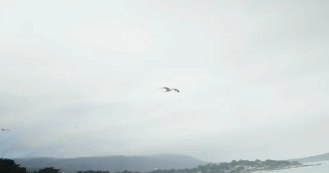 Seagulls flying in cloudy sky, Carmel, California Stock Footage 135306888