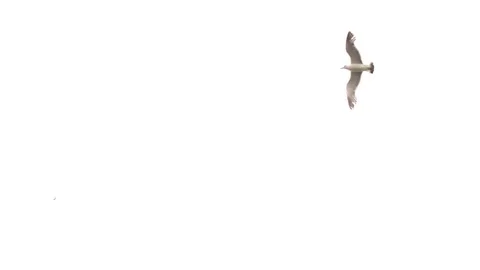 Seagulls Flying in Cloudy Sky Видео 84840070