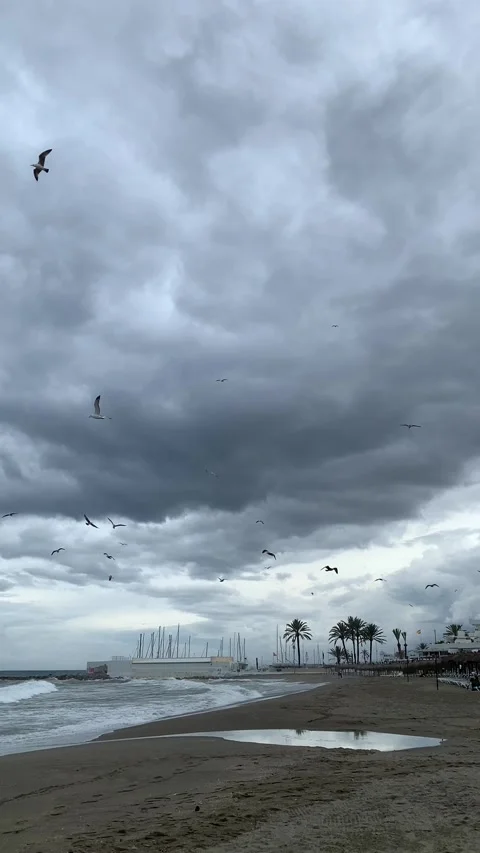 Seagulls flying in the cloudy sky over the rough sea on a stormy day. Stock Footage 303473576