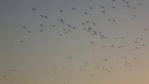 Seagulls Flying at Dusk Stock Footage 74237601