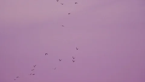 Seagulls Flying at Dusk Stock Footage 87251205