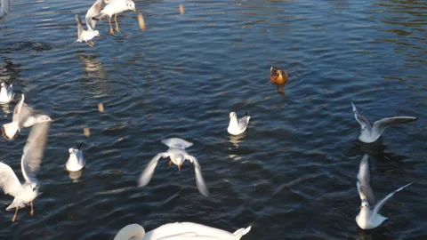 Seagulls flying to feed, slow motion Stock Footage 286042519