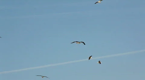 Seagulls flying  Stock Footage 514646