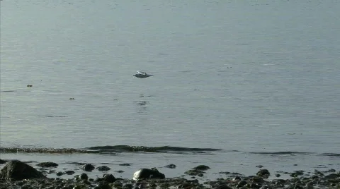 Seagulls Flying Stock Footage 846937