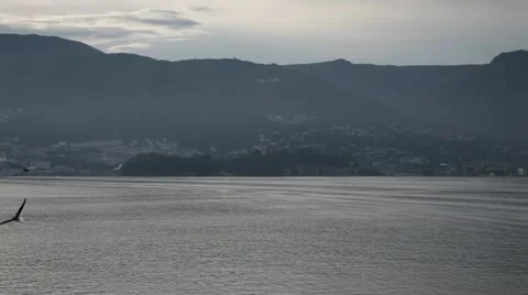 Seagulls flying Stock Footage 11614500