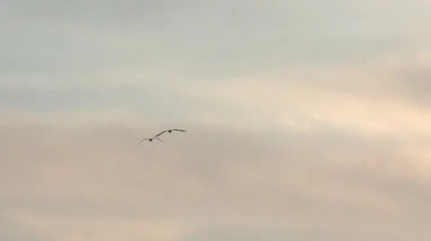 Seagulls flying Stock Footage 23956213