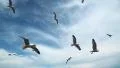 Seagulls flying HD Footage