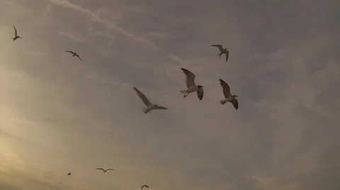 Seagulls Flying Video stock 40623911