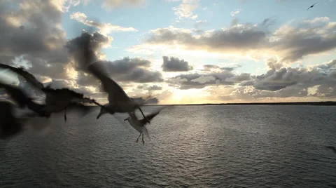 Seagulls flying Stock Footage 44399227