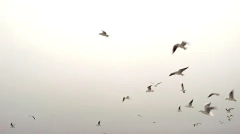 Seagulls Flying Stock Footage 44890973