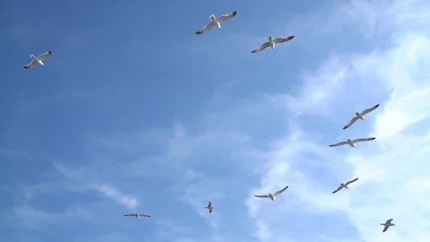 Seagulls Flying Stock Footage 86494343