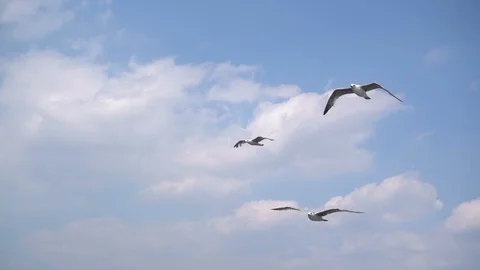 Seagulls Flying Stock Footage 86494474