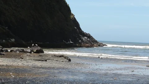 Seagulls flying Stock Footage 99117889