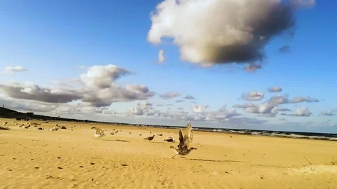 Seagulls Flying Stock Footage 115317349