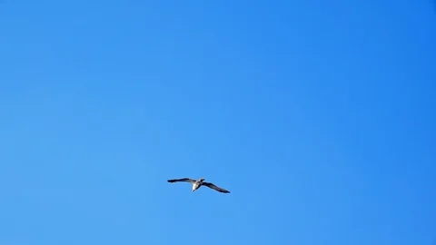 Seagulls Flying Stock Footage 117795438
