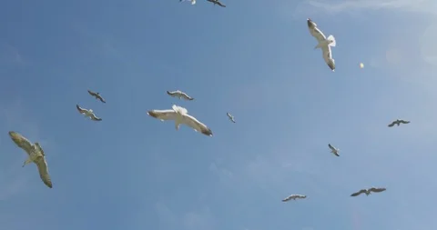 Seagulls flying Stock Footage 131271092