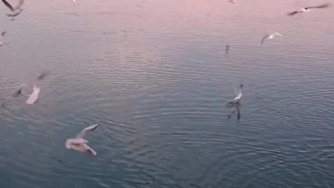 Seagulls flying Stock Footage 132191963