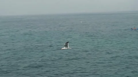 Seagulls Flying Stock Footage 178641465