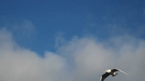 Seagulls flying Stock Footage 195247833