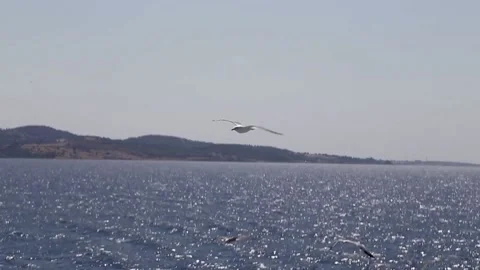Seagulls flying Stock Footage 233455702