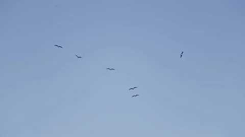 Seagulls flying Stock Footage 233455750