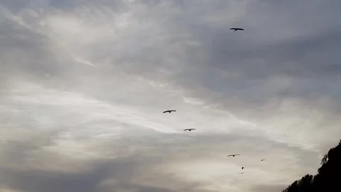 Seagulls flying Stock Footage 233455752