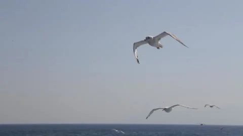 Seagulls flying Stock Footage 233455817